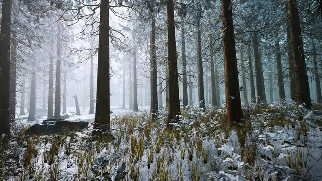 winter white frozen forest in snow