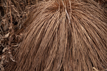 natural background dry grass in late autumn