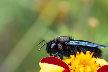 portrait of a blue wooden bee (Xylocopa violacea) on a plant with yellow flowers