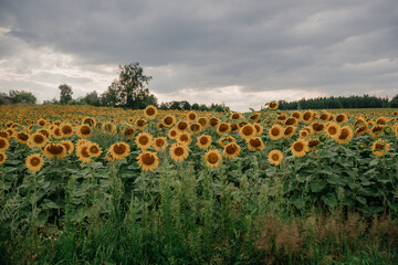field of yellow sunflowers, summer mood, relaxation