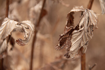 natural background dry grass in late autumn