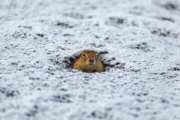 A charming Bering gopher looks straight from its hole. The ground around the gopher is covered in...