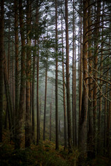Forest trees. Mountain pine forest with natural green fog