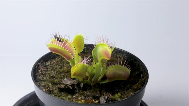 Leaves of the Venus fly, Dionaea muscipula, subtropical carnivorous plant near the capture of an insect in close-up video
