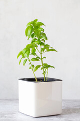 Green basil in a white cube pot. A potted basil plant. Kitchen herb plants. Mixed Green fresh aromatic herbs - in pots. Aromatic spices