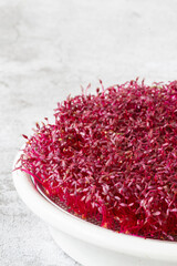 Amaranth micro herbs. Sprouting Micro greens. Seed Germination at home. Vegan and healthy eating concept. Sprouted amaranth Seeds, Micro greens. Growing sprouts. Green living concept.