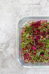 Amaranth micro herbs. Sprouting Micro greens. Seed Germination at home. Vegan and healthy eating concept. Sprouted amaranth Seeds, Micro greens. Growing sprouts. Green living concept.