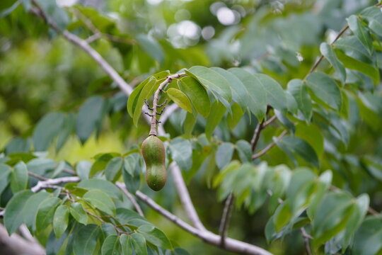 Jatobazeiro or just Jatob&aacute;, (scientific name: Hymenaea courbaril) is a tree of the Fabaceae family. Manaus &ndash; Amazon, Brazil.