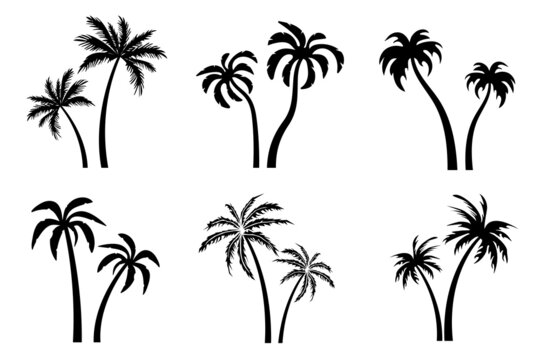 Palm tree black silhouette collection. Vector palms for design