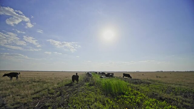 Green meadow with cows illuminated by the rising sun. Multicolored cows roam freely on the pasture. Rural sunrise. 