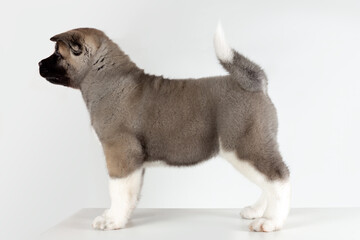 profile view of little puppy of american akita breed dog standing on grey background