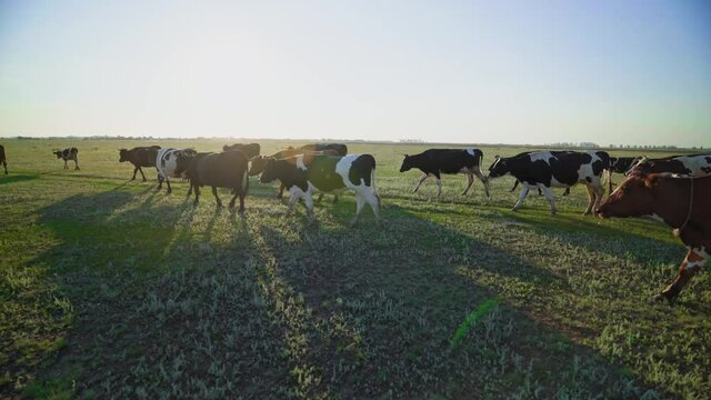 Natural farming. Multicolored cows roam freely on the green pasture. Successful dairy business. Production of organic milk.