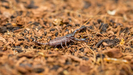 Imperial scorpion close-up on the ground. Black big scorpion. animal scorpion alive