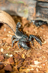 Imperial scorpion close-up on the ground. Black big scorpion. animal scorpion alive