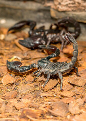 Imperial scorpion close-up on the ground. Black big scorpion. animal scorpion alive