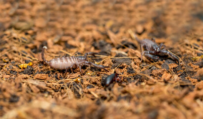 Imperial scorpion close-up on the ground. Black big scorpion. animal scorpion alive