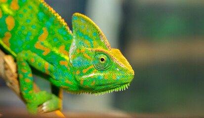 Beautiful Chameleon closeup isolated on white background. Multicolor beautiful reptile chameleon...