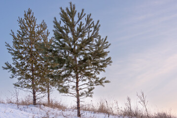 Pine trees on the hill. Winter, frost.