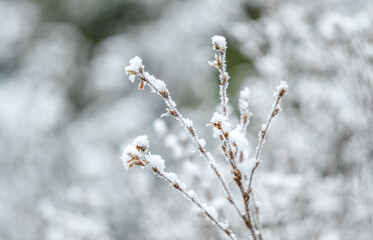 Plants in the snow in a garden