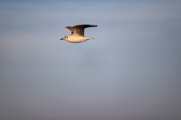 Beautiful birds flying over the sea in the winter of Rio Grande do Sul.