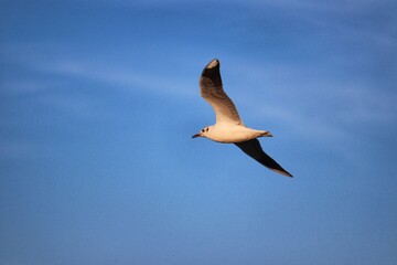Beautiful birds flying over the sea in the winter of Rio Grande do Sul.