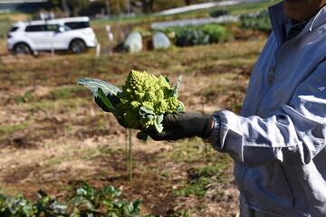 Romanesco broccoli cultivation. Romanesco broccoli is a type of cauliflower and is a nutritious Brassicaceae vegetable rich in vitamin C and dietary fiber. 