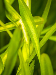 selective focus of vallisneria gigantea leafs in a fish tank with blurred background - aquatic plant