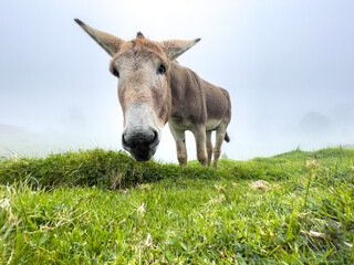 Beautiful closeup view of a magnificent friendly Donkey