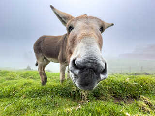 Beautiful closeup view of a magnificent friendly Donkey