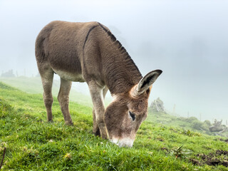 Naklejka na ściany i meble Beautiful closeup view of a magnificent friendly Donkey