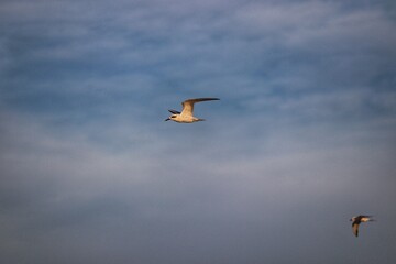 Beautiful birds flying over the sea in the winter of Rio Grande do Sul.