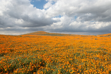 field of orange poppies and clouds in blue sky
