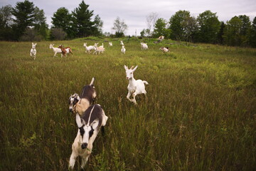 Dairy goats grazing in a field during the summer season in Ontario, Canada.