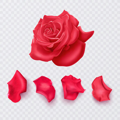 Red rose petals on a transparent background and realistic rose, vector illustration