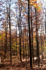 Herbstlicher Buchenwald im Nationalpark Hunsr&uuml;ck-Hochwald