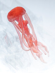 Obraz na płótnie Canvas Rubber jellyfish in the backlight