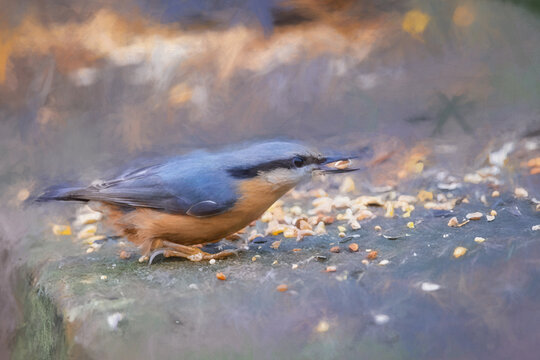 Digital painting of a Eurasian Nuthatch feeding with a woodland background.