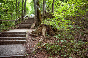 Obraz premium A path going through the forest on a summer day.