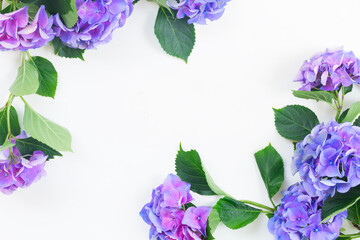 Fototapeta na wymiar blue and violet hortensia flowers