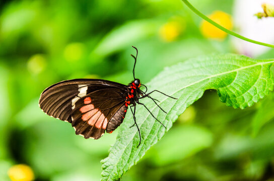 Butterfly Parides Iphidamas or Heart butterfly with red patches