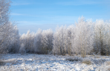 Winter in the birch forest. Hoarfrost on a sunny morning. Świętokrzyskie, Poland.