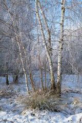 Winter in the birch forest. Hoarfrost on a sunny morning. Świętokrzyskie, Poland.