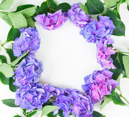 Fototapeta na wymiar blue and violet hortensia flowers