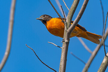 A Baltimore Oriole Watching From Above