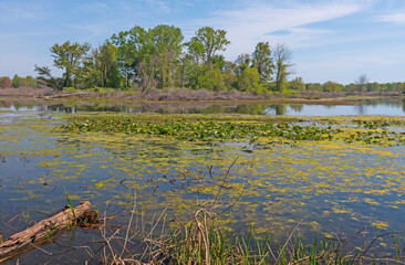 Wetlands in a Great Lakes Peninsula