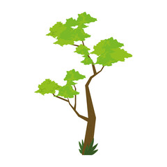 eucalyptus tree design