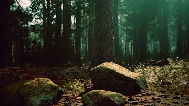 Sunset in the Sequoia Forest