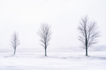Maple trees in a frozen foggy landscape.