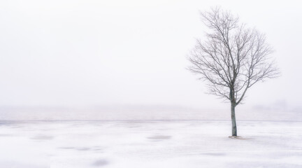Fototapeta na wymiar Maple trees in a frozen foggy landscape.