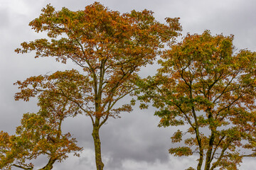Autumn landscapes along the Blue Ridge Parkway in North Carolina, USA